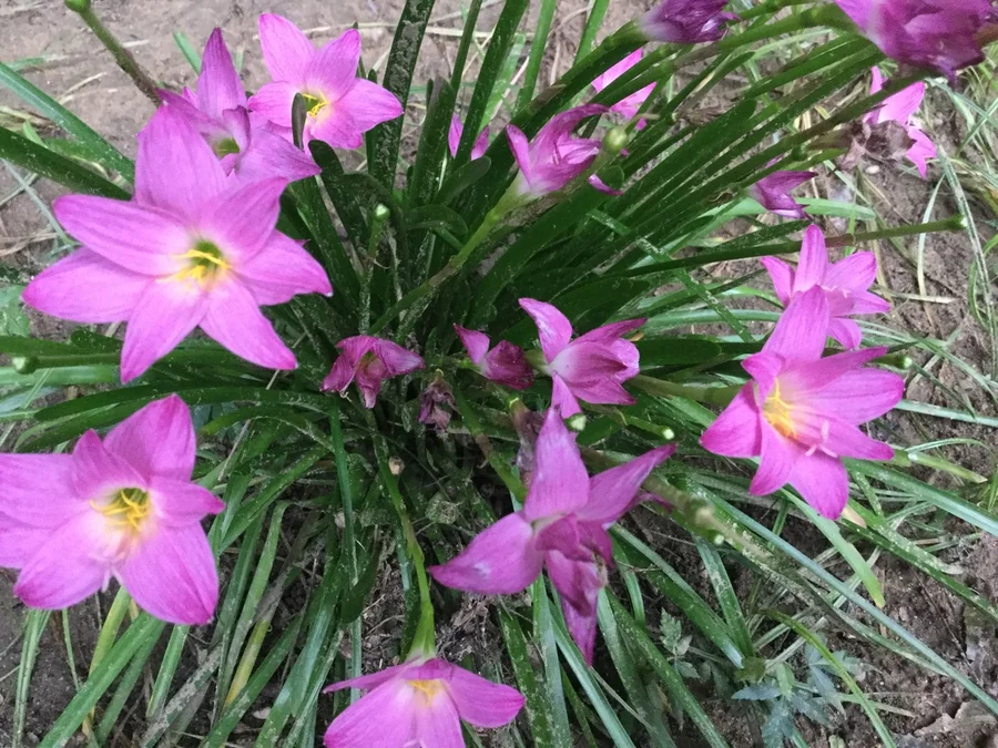 rain lillies in full bloom 1200
